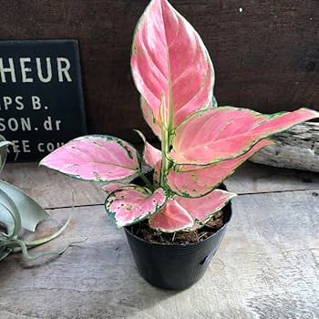 Amazon | オースピシャスレッド アグラオネマ 観葉植物 タイの